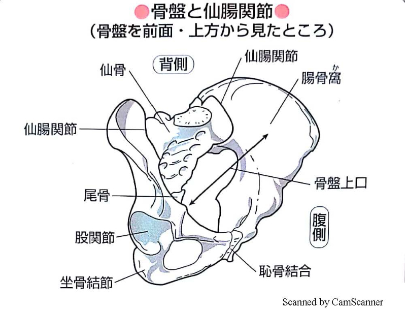 仙腸関節とは